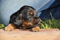 CHIOT