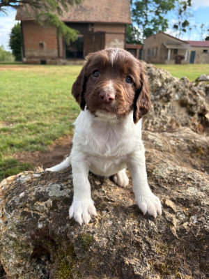 Chiot N°3