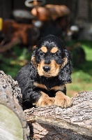 CHIOT