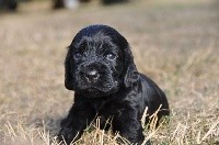CHIOT