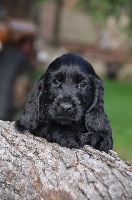 CHIOT