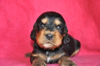 CHIOT