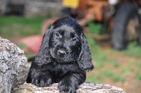 CHIOT