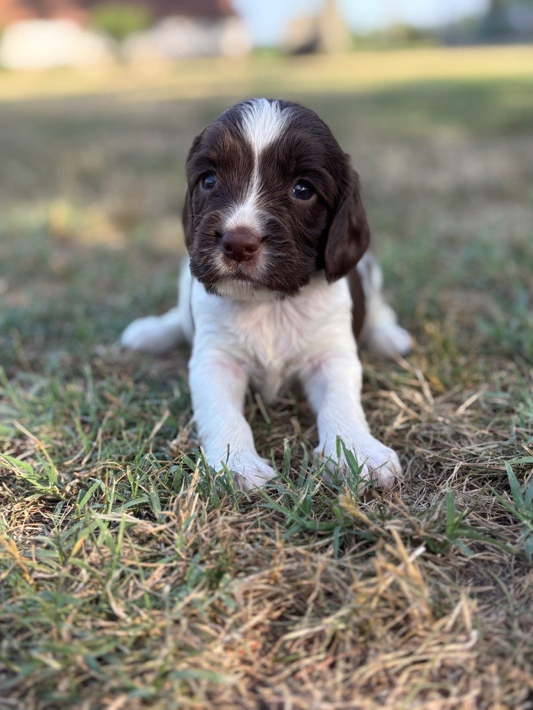 Sunset D'hell - Chiots disponibles - English Springer Spaniel
