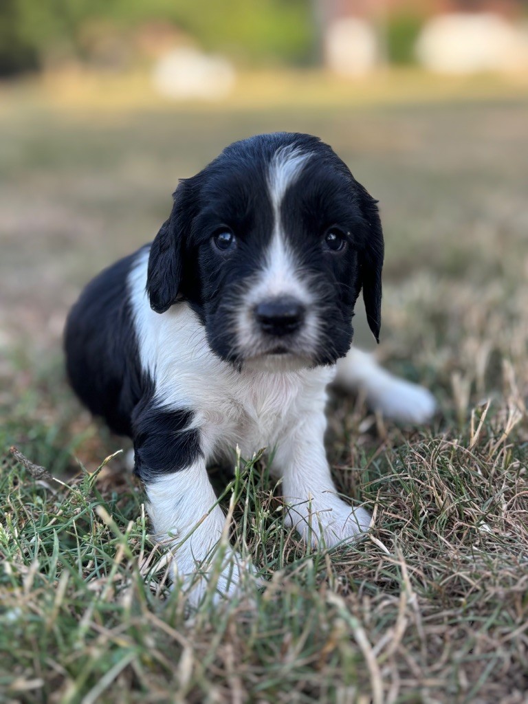 Sunset D'hell - Chiots disponibles - English Springer Spaniel