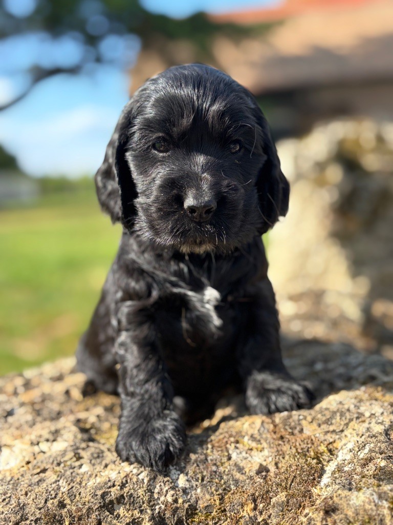 Sunset D'hell - Chiots disponibles - Cocker Spaniel Anglais