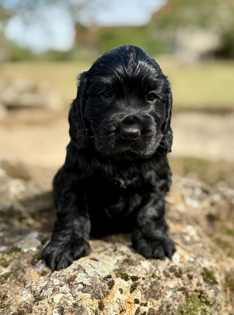 Sunset D'hell - Chiots disponibles - Cocker Spaniel Anglais