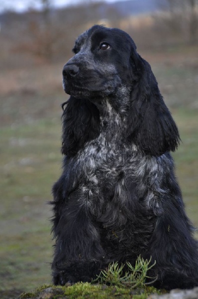 Sunset D'hell - Cocker Spaniel Anglais - Portée née le 26/06/2016