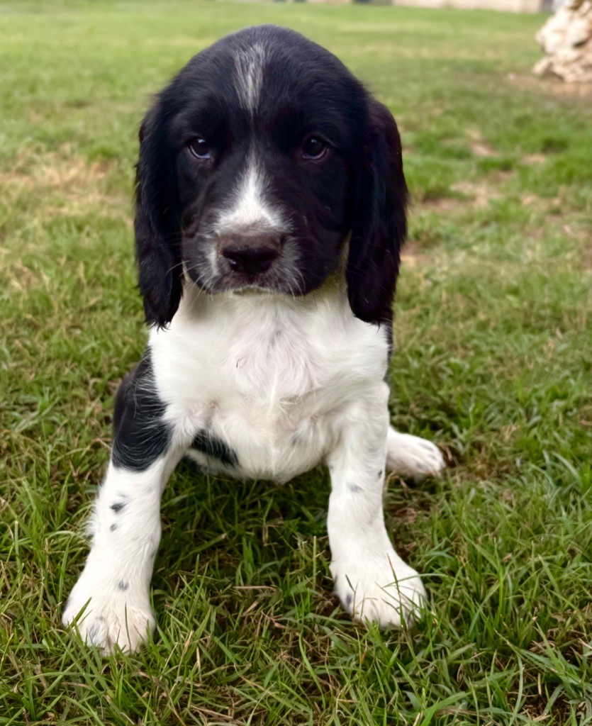 Sunset D'hell - Chiots disponibles - English Springer Spaniel