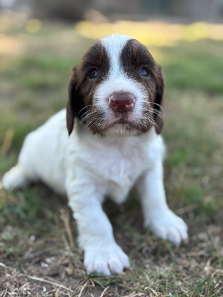 Sunset D'hell - Chiots disponibles - English Springer Spaniel