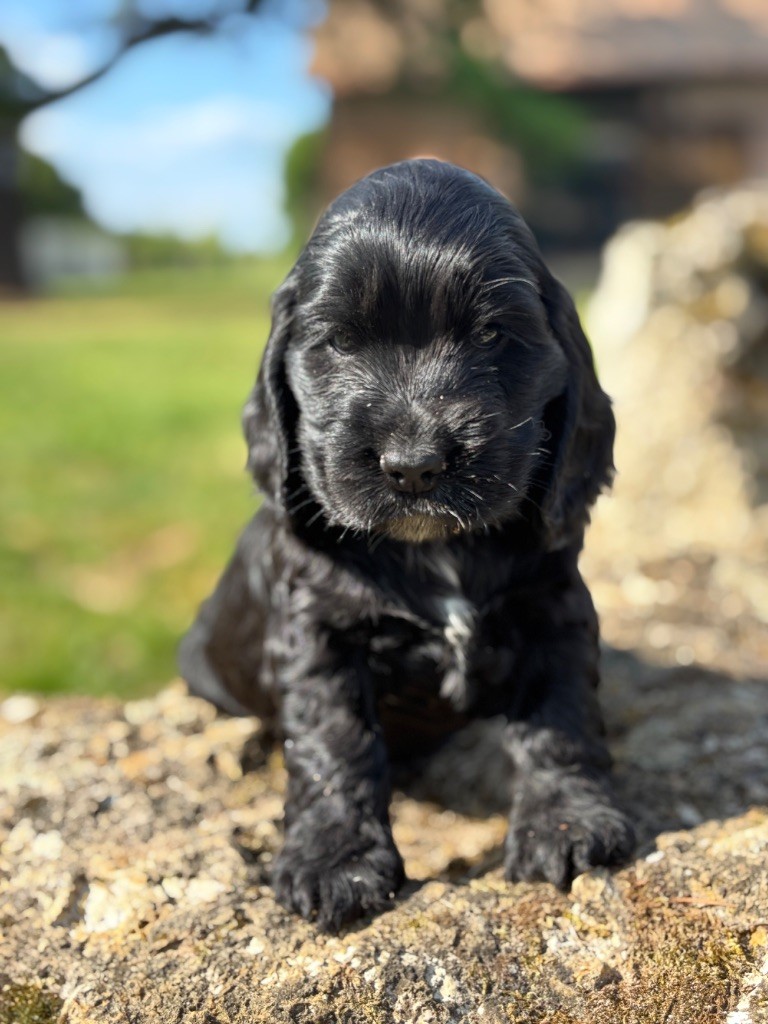 Sunset D'hell - Chiots disponibles - Cocker Spaniel Anglais