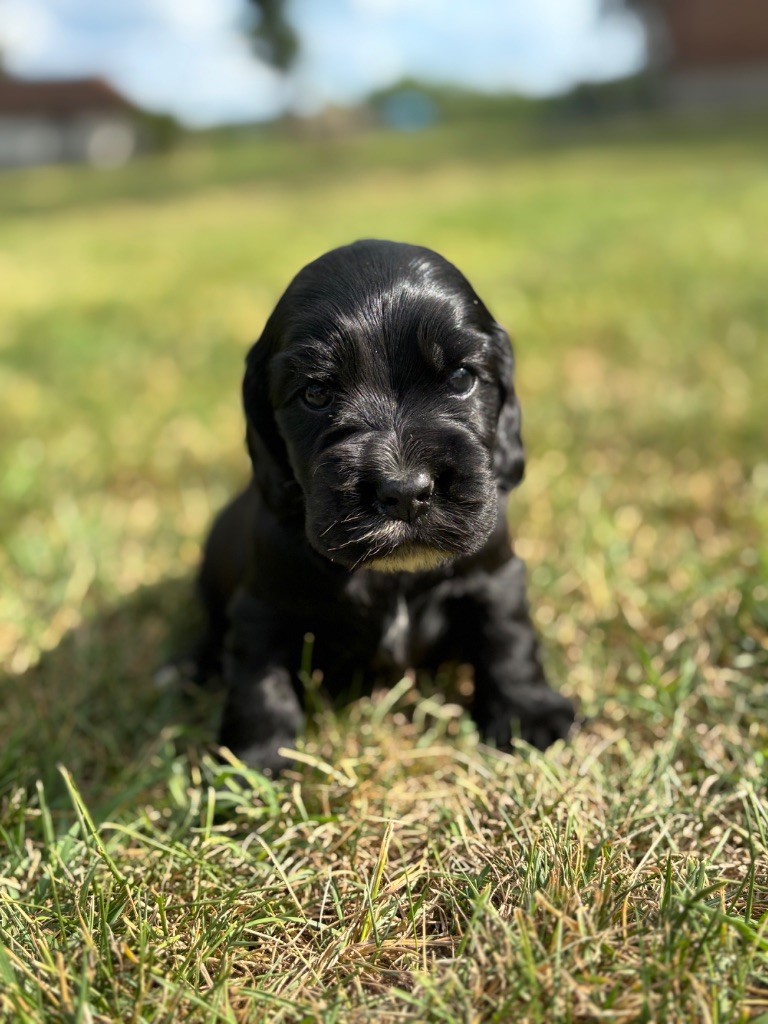 Sunset D'hell - Chiots disponibles - Cocker Spaniel Anglais