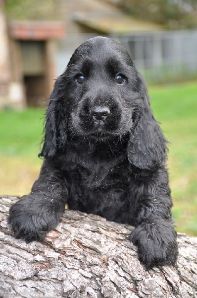 Sunset D'hell - Cocker Spaniel Anglais - Portée née le 31/08/2015