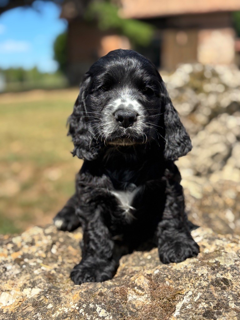Sunset D'hell - Chiots disponibles - Cocker Spaniel Anglais
