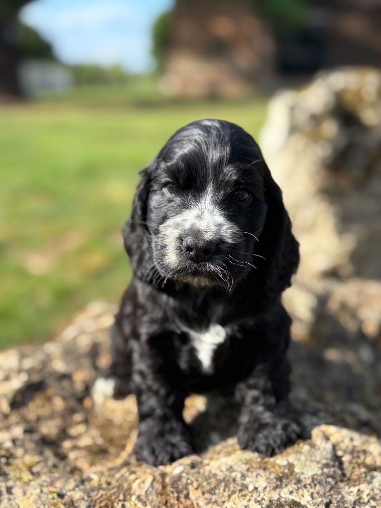 Sunset D'hell - Chiots disponibles - Cocker Spaniel Anglais