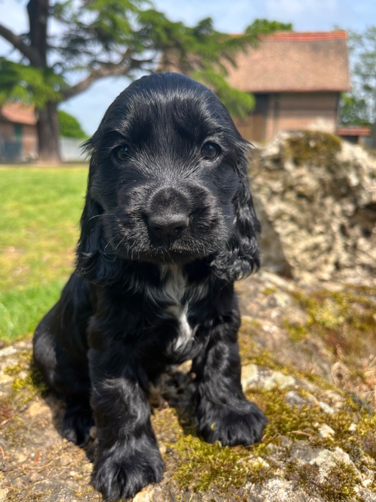Chiot Cocker Spaniel Anglais Sunset D'hell