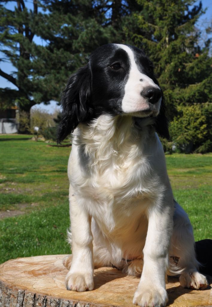 Chiot English Springer Spaniel Sunset D'hell