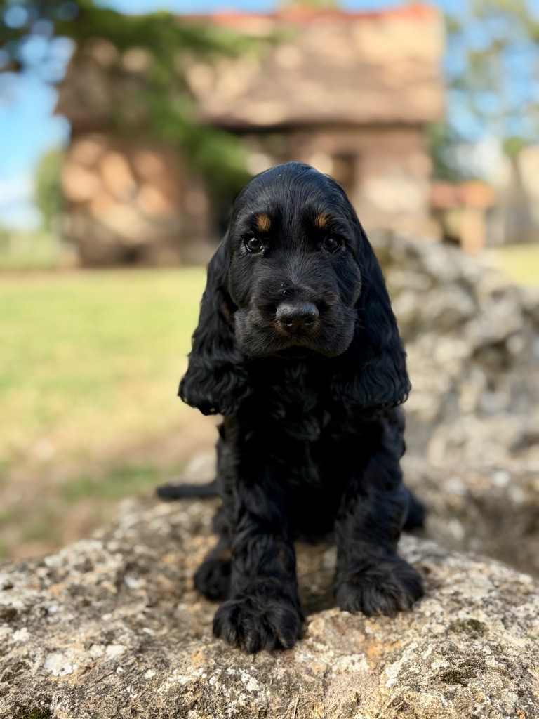 Sunset D'hell - Chiots disponibles - Cocker Spaniel Anglais