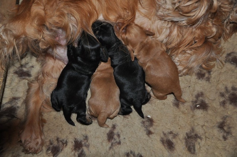 Sunset D'hell - Cocker Spaniel Anglais - Portée née le 20/01/2015