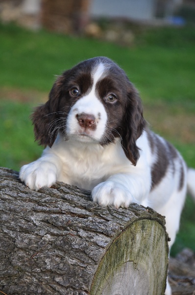 Sunset D'hell - English Springer Spaniel - Portée née le 21/09/2013