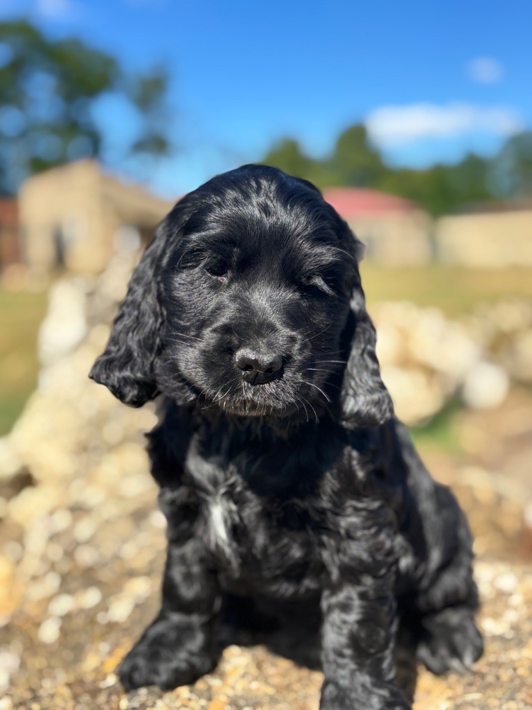 Sunset D'hell - Chiots disponibles - Cocker Spaniel Anglais