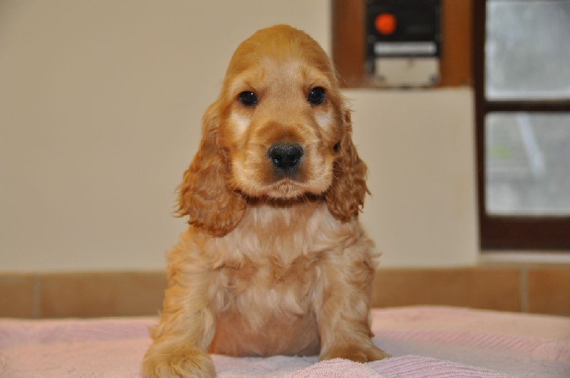 Sunset D'hell - Cocker Spaniel Anglais - Portée née le 09/12/2016