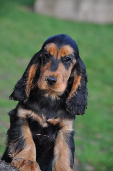 Sunset D'hell - Cocker Spaniel Anglais - Portée née le 04/08/2015