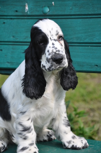 Chiot Cocker Spaniel Anglais Sunset D'hell
